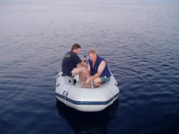 Törn 2004